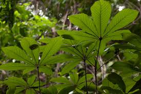 Image result for Myrianthus