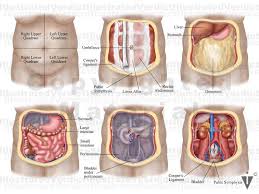 Picture tests in the anatomy of the female reproductive system 2. Stock Female Pelvis Normal Anatomy Illustrated Verdict