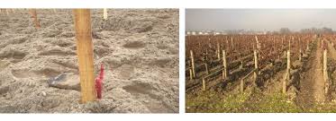 La vigne se plante de novembre à mai, hors période de fort gel bien sûr. Installation Du Palissage Dans Nos Vignes Ateliers Au Chateau Degustation De Vins Bordeaux