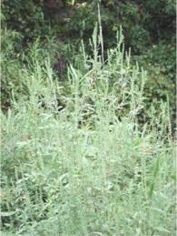 Submitted 4 years ago by civilbrocedure. Ragweed