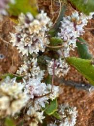 Image result for Cuscuta planiflora