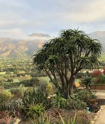 Image result for Aloidendron barberae