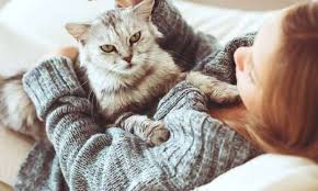 Tavsiye edeceğimiz kedi tüyü temizleme uygulamasının kolay olması işinizi son derece kolaylaştıracak ve kedinizi daha çok seveceksiniz. Kedilerde Tuy Bakimi Nasil Yapilir En Iyi Kedi Taraklari Kedi Blog