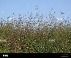 Image result for Aeschynomene nodulosa