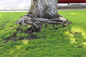 Maybe you would like to learn more about one of these? Maple Trees With Girdling Roots