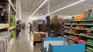 A)how do a camel's long eyelashes and thick eyebrows help it protect its eyes fron the sun? Arabian Camel Taken On Field Trip To Michigan Petsmart Store