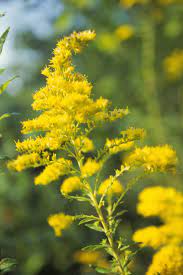 15 Fall Flowers That Ll Keep Your Garden Alive Beyond Labor Day Fall Flowers Garden Fall Plants Autumn Garden