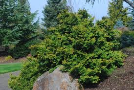 Image result for Chrysocoma obtusata