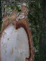 Image result for Dialium holtzii