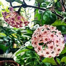 Plants Hoya Plants Variegated Plants