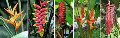 Hanging Heliconia Flower Name Best Flower Wallpaper