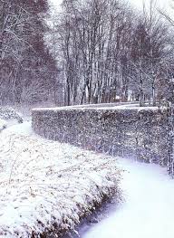 Image result for hornbeam hedge in winter