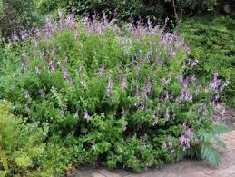 Image result for Ocimum fimbriatum