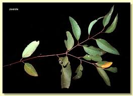 Image result for Eucalyptus cloeziana