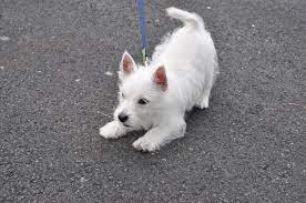 Ohiowestie.com and the whwtcno are not affiliated with westierescue.com in any manner. Westie Puppies For Adoption Near Me Online Shopping