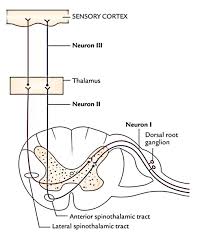 Easy Notes On Tracts Of The Spinal Cord Learn In Just 3