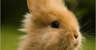 صور ارانب جميلة احلي صور ارانب كيوت خلفيات ارانب رائعة موقع حصري Rabbit Pictures Pet Bunny Cute Bunny