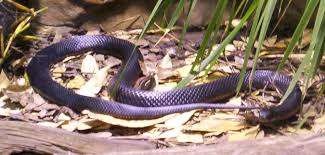 We did not find results for: Red Bellied Black Snake