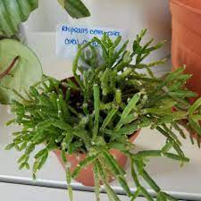 The plants arrived in excellent condition. Rhipsalis Cereuscula And Hatiora Salicornioides Coral Cactus And Drunkard S Dream Growing Garden Manage Gfinger Is The Best Garden Manage App