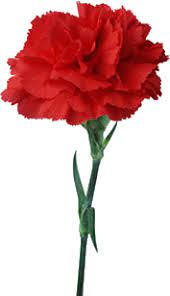 Informações sobre cravo no dicionário e enciclopédia gratuitos em inglês. Cravo Flor Floriculturas Flores Maravilhosas Flores