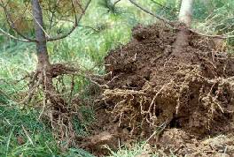 Pine Wilt Vs White Pine Decline
