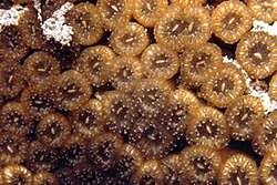 Image result for Loxodera caespitosa