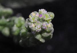 Image result for Coronopus integrifolius