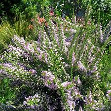 Image result for Fabiana imbricata