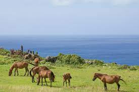 So to show their respect, they are protected and honored. Yonaguni Horse Information Origin History Pictures