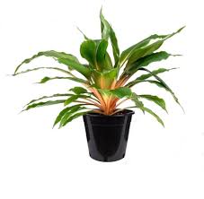 Image result for Chlorophytum filipendulum