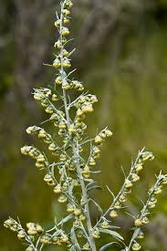 Image result for Aeollanthus serpiculoides