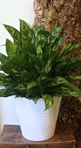 Chinese Evergreen Clean Air Plant Magic Bells Kalanchoe Plant 10 Best Low Maintenance Houseplants House Plants Flowering House Plants Indoor Plants