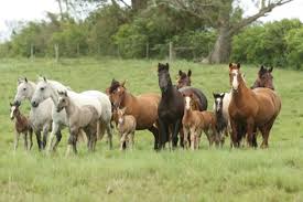 Cavalo Crioulo Not&iacute;cias antigas, arquivo at&eacute; 2019