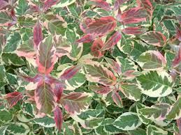 Cornus Florida Rubra Fircomz Firebird Variegated Red Flowering Dogwood Photo Upshoot Trees To Plant Variegated Colorful Flowers