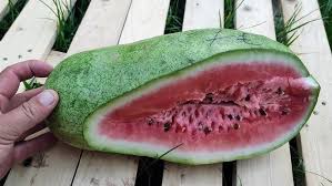 Image result for Citrullus lanatus
