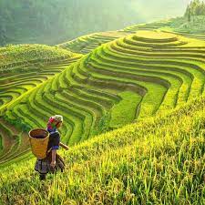 Mengenal Terasering Teknik Bercocoktanam Di Lahan Miring Agrozine