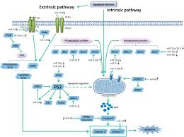 The pancreas is a bodily organ that few people think about. Role Of Micrornas In Prostate Cancer Pathogenesis Clinical Genitourinary Cancer