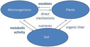A substance required in relatively large amounts for the normal growth and development of an organism. Frontiers The Role Of Soil Microorganisms In Plant Mineral Nutrition Current Knowledge And Future Directions Plant Science