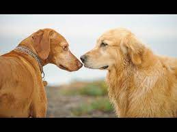 If the two dogs don't get along you can start teaching orders to the new dog separately and gradually begin teaching them together as the training progresses. How To Make Dogs Get Along And Like Each Other Youtube