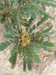 Image result for Biophytum umbraculum