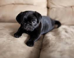 This Cute Black Pug Puppy Is So Adorable Cute Pugs Pug Puppies Black Pug Puppies