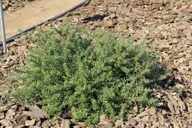 Image result for Westringia