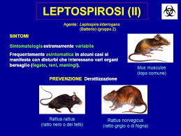Ecco come si trasmette la febbre del topo e quali sono i sintomi a cui prestare attenzione. Malattie Causate Da Ratti E Topi Le 12 Principali Infezioni