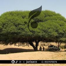 Image result for Acacia gerrardii