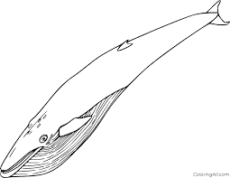 Search images from huge database containing over 620,000 coloring pages. Huge Blue Whale Coloring Page Coloringall