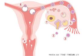 自然妊娠の仕組みと不妊の原因｜北見 不妊外来｜中村記念愛成病院