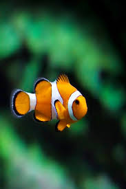 Image result for ocean beauty one fish