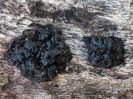 Image result for Exidia sp.