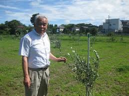 睦沢町の遊休農地でオリーブ栽培 販売 ｊｃｐ市原時夫です