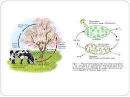 Cellular respiration occurs in three stages. Cellular Respiration Ppt Download